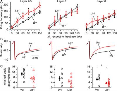 Abnormalities in Cortical GABAergic Interneurons of the Primary Motor Cortex Caused by Lis1 (Pafah1b1) Mutation Produce a Non-drastic Functional Phenotype